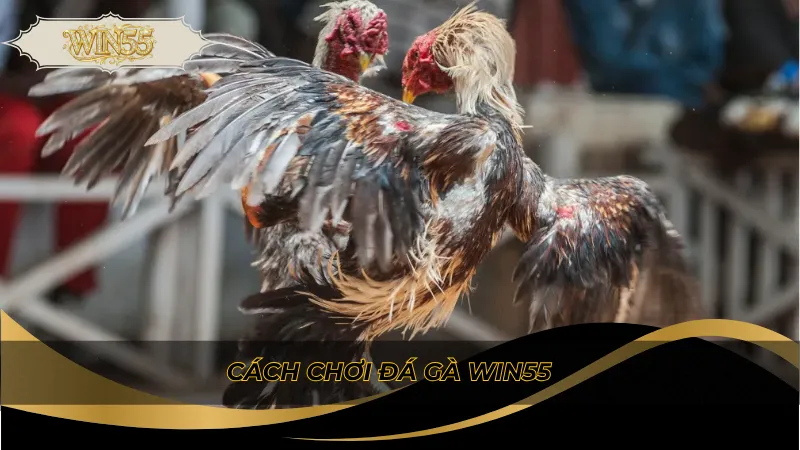 Cách chơi đá gà Win55